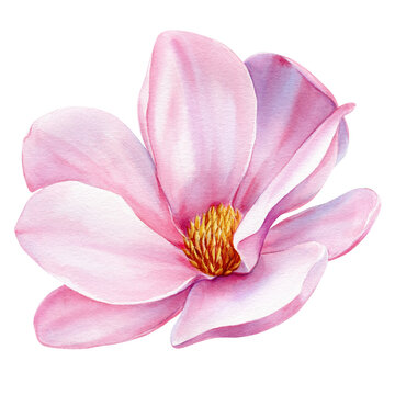 recommend clip art: Magnolia flower Watercolor illustration. Pink magnolia. Floral element for design.Hand drawing Botanical painting