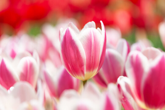 春の花壇 © tomiyama