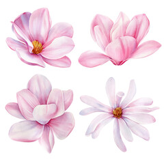 Fototapeta premium Watercolor magnolia flower on white isolated background. Watercolor pink Flowers. Watercolour floral illustration set