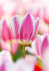 Fototapeta premium 春色のチューリップ