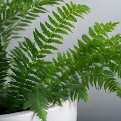 A closeup of a fern plant in a light background