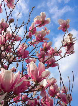 pink mangolia blossom beautiful flowers