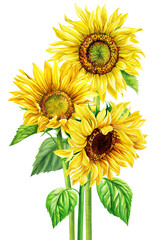 Bouquet of yellow flowers, autumn colors sunflowers on isolated white background, watercolor botanical painting flora