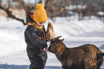 A little boy feeds a little goat on a ranch, on a private eco-farm or in a petting zoo. A child...