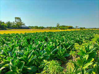 Fototapeta na wymiar The beauty view of young green tobacco plant fields, tobacco leaf plants growing in tobacco plantation fields in Kendal Regency, Indonesia. Close-up. 