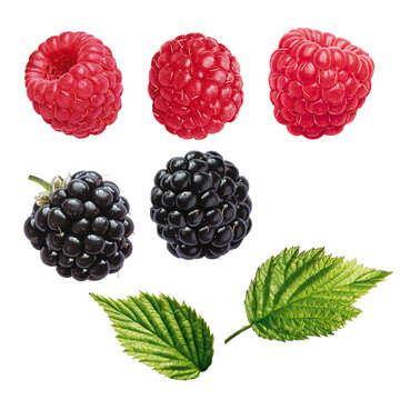 Beeren