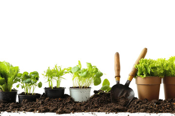 Garden Tools and Vegetable Seedlings Isolated On Transparent Background - obrazy, fototapety, plakaty
