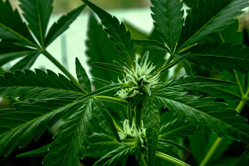 Cannabis plant with green leaves and white flowers. Growing organic medicinal hemp for CBD - 752173294