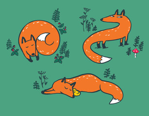 Collection of vector illustration of cute cartoon hand drawn fox in different poses, sleeping, walking, with forest plants, strawberry and mushroom isolated on color green background