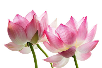 Fototapeta na wymiar Lotus Flowers Isolated On Transparent Background