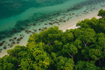 Majestic Mangroves: A Bird's Eye View