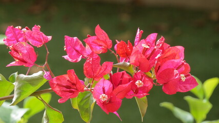 red fuchsia bougainvilleas on blurred background