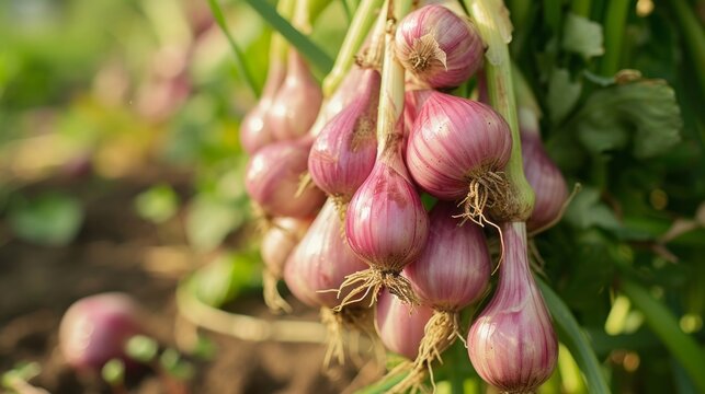 Growing shallot onion harvest and producing vegetables cultivation. Concept of small eco green business organic farming gardening and healthy food