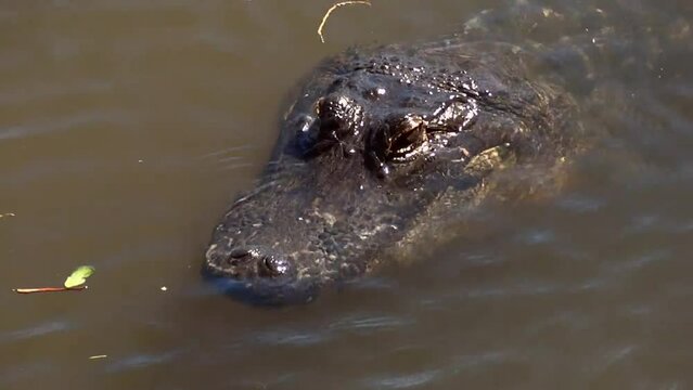 Alligators Crocodile swimming in the river