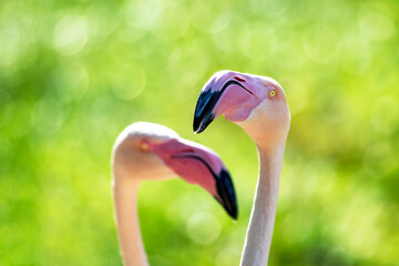 Greater flamingoes, Phoenicopterus roseus, on a bokeh green foliage background. Closeup of a flamboyance, or flock, of two birds. - 752181409