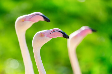 Greater flamingoes, Phoenicopterus roseus, on a bokeh green foliage background. Closeup of a flamboyance, or flock, of three birds.