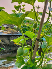 Close-up. Melons are typical tropical fruits and thrive in the lowlands with blue sky background....
