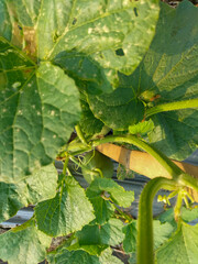 Close-up. Melons are typical tropical fruits and thrive in the lowlands with blue sky background....
