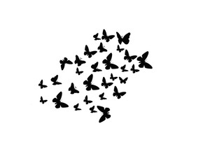 black butterfly shape icon vector