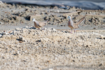 Javan turtle dove or geopelia striata that search for food on the ground
