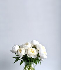 white peony flower. white peonies on a white background. banner