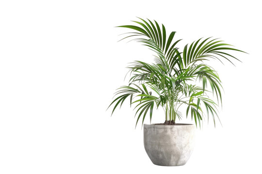 Kentia Palm in a Grey Pot Isolated On Transparent Background