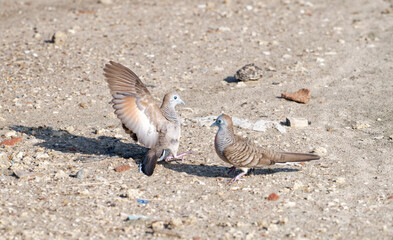 Javan turtle dove or geopelia striata that search for food on the ground