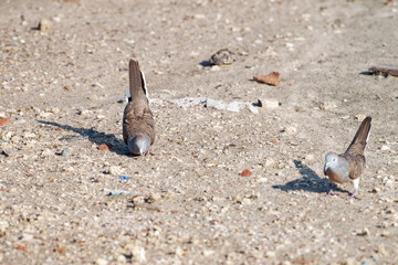 Javan turtle dove or geopelia striata that search for food on the ground