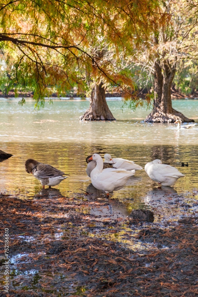 Wall mural Group of geese in Camecuaro, Tangancicuaro, Michoacan, Mexico