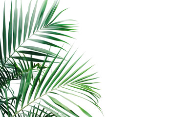 Lush Green Palm Leaves Isolated On Transparent Background