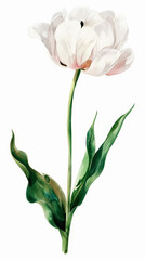 Obraz premium Aquarelle hand drawn white tulip. Watercolor flower on white background. Template for greeting card. Generative AI