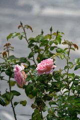 Close-up of blossom of beautiful pink roses blossoms at the old town of City of Kranj on a sunny summer day. Photo taken August 10th, 2023, Kranj, Slovenia.