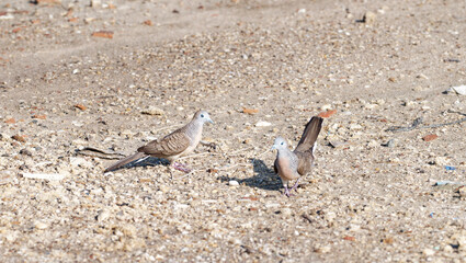 Javan turtle dove or geopelia striata that search for food on the ground