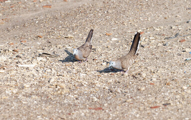 Javan turtle dove or geopelia striata that search for food on the ground