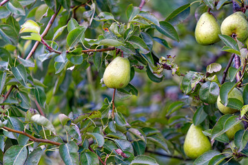 Close-up of green pears hanging on tree at Slovenian village of Zabnica. Photo taken August 10th, 2023, Žabnica, Slovenia.
