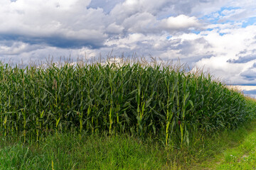 Scenic view of corn field at Slovenian village of Zabnica on a cloudy summer day. Photo taken August 10th, 2023, Žabnica, Slovenia.