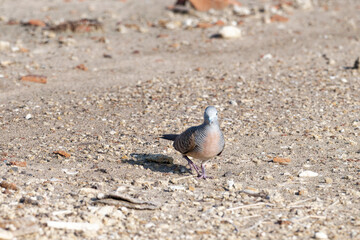 Javan turtle dove or geopelia striata that search for food on the ground