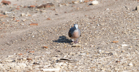 Javan turtle dove or geopelia striata that search for food on the ground.