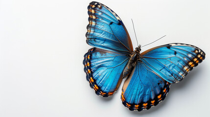 butterfly on white background