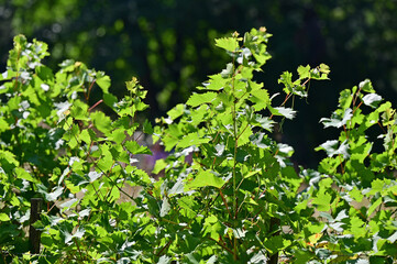 Botanical Garden in Vienna