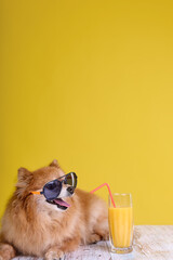 Funny red fluffy puppy is lying in sunglasses drinking juice from a glass. A cute little dog of the...
