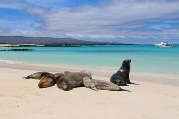 sea lion on the beach