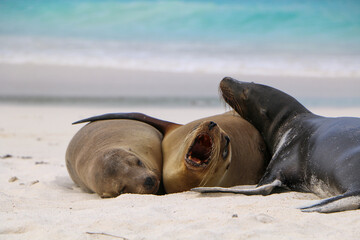 sea lion resting on the beach