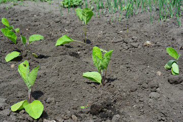 Planting the eggplant seedlings in the vegetable garden. Egplant growing.