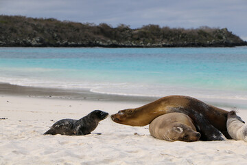 island sea lions