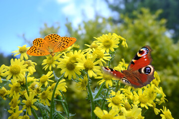 Schmetterling 1081 © K.-U. Häßler