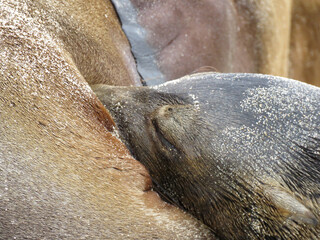 sea lion resting