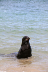 sea lion in the sea