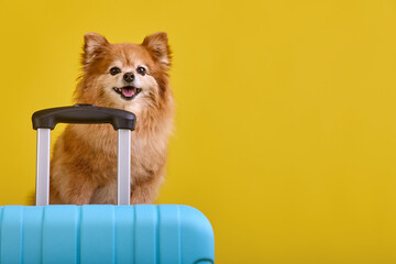 Funny pomeranian puppy smiles going on a trip to distant countries. Small red fluffy traveler's dog...