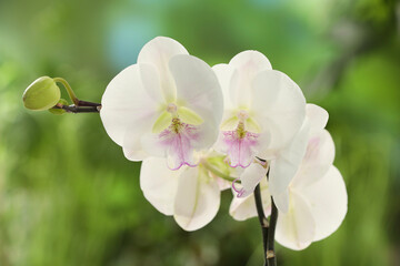 Branch with beautiful orchid flowers on blurred background, closeup